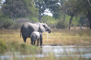 Elephant in wild savanna , Animal of africa