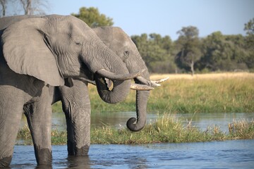 Elephant in wild savanna , Animal of africa