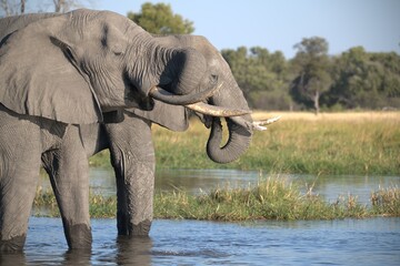 Elephant in wild savanna , Animal of africa