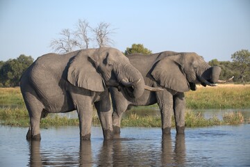 Elephant in wild savanna , Animal of africa