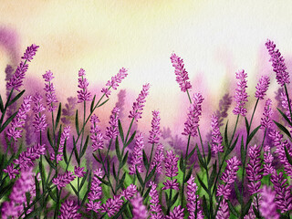 Lavender field in full bloom during sunset with vibrant colors in the background