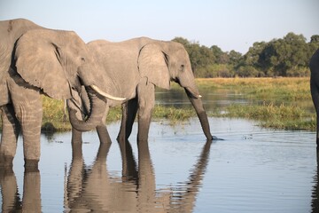 Elephant in wild savanna , Animal of africa