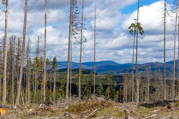 Dry forest damaged by bark beetle in the Sumava Mountains. Czechia.