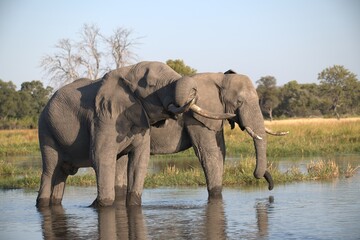Elephant in wild savanna , Animal of africa