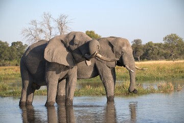 Elephant in wild savanna , Animal of africa