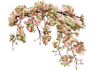 Pink bougainvillea watercolor illustration