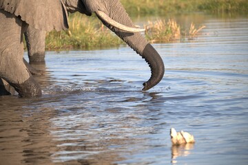 Elephant in wild savanna , Animal of africa