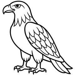 Bold Eagle Line Drawing Illustration