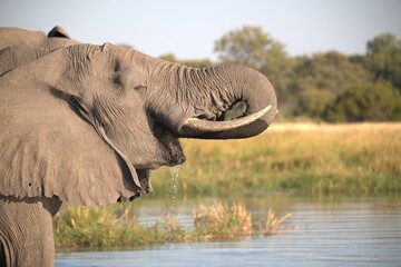 Elephant in wild savanna , Animal of africa