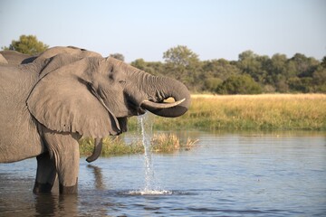 Elephant in wild savanna , Animal of africa