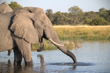 Elephant in wild savanna , Animal of africa