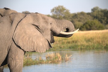 Elephant in wild savanna , Animal of africa