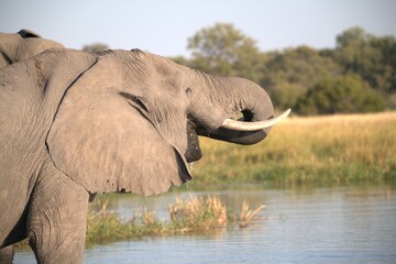 Elephant in wild savanna , Animal of africa
