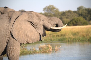 Elephant in wild savanna , Animal of africa