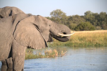 Elephant in wild savanna , Animal of africa