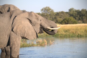 Elephant in wild savanna , Animal of africa