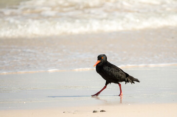 African black oystercatcher bird (Haematopus moquini) walks on the white sea sand at the edge of...