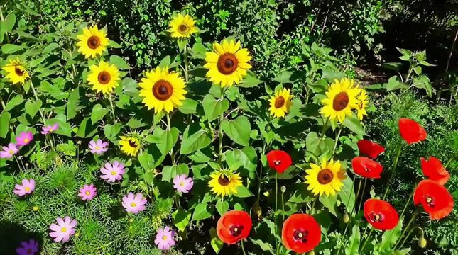 Synchronized Flower Bloom in Garden Bed &ndash; Time-Lapse