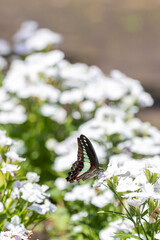 アオスジアゲハと花