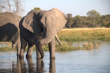 Elephant in wild savanna , Animal of africa