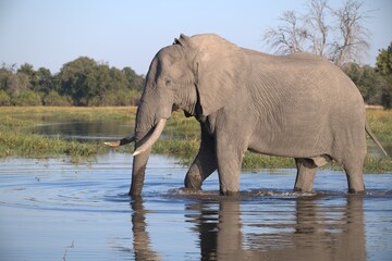 Elephant in wild savanna , Animal of africa