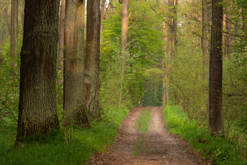 Leśna droga na wiosnę. © Elżbieta Kaps