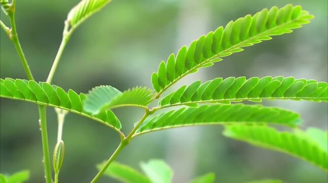 Mimosa Pudica Reacting to Touch &ndash; Sensitive Plant Time-Lapse