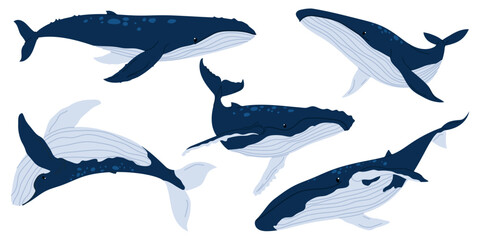 Blue whale set. Aquatic animals. Ocean mammals. Whale isolated on white background. Underwater world.
