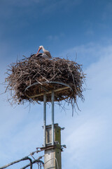 Fototapeta premium Stork nesting on top of utility pole under blue sky
