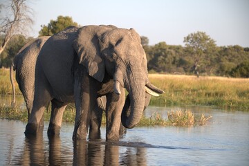 Fototapeta premium Elephant in wild savanna , Animal of africa