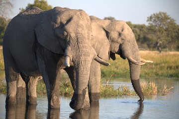 Elephant in wild savanna , Animal of africa