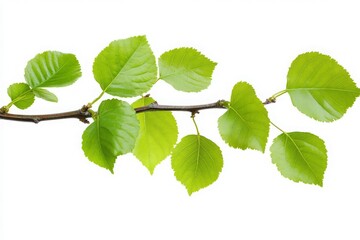 Fototapeta premium A close-up view of vibrant green leaves on a slender branch, showcasing the intricate details of the foliage against a clean white background, ideal for nature-themed projects