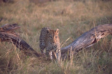 Leopard in wild savanna , Animal of africa