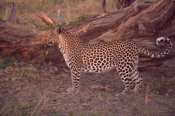 Leopard in wild savanna , Animal of africa
