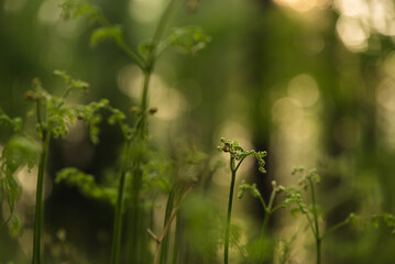 Liście paproci w lesie na wiosną, tło natury. 