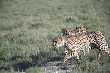 Cheetah in wild savanna , Animal of africa © Davide Antoniani