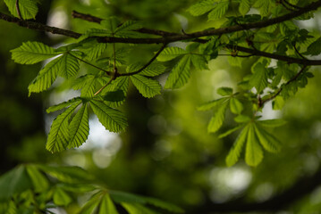 Świeże zielone liście kasztanu na wiosnę w lesie, tło natury.