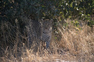 Leopard in wild savanna , Animal of africa
