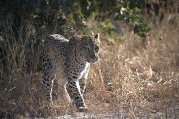 Leopard in wild savanna , Animal of africa