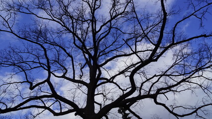 Spreading branches of a very old large oak tree against the sky