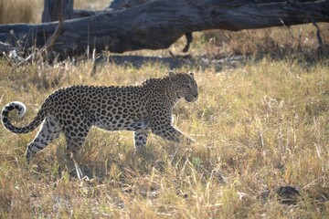 Leopard in wild savanna , Animal of africa