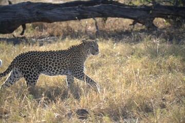 Leopard in wild savanna , Animal of africa