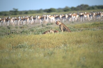 Cheetah in wild savanna , Animal of africa © Davide Antoniani