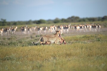 Cheetah in wild savanna , Animal of africa © Davide Antoniani