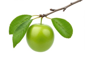 Fresh green plum fruit on branch with leaves isolated on white view