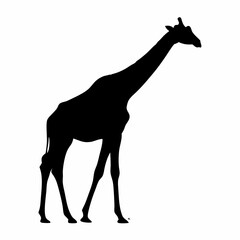 Fototapeta premium giraffe silhouette black and white