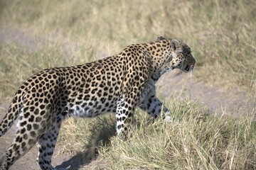 Leopard in wild savanna , Animal of africa