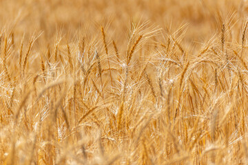 rural scene close up of mature wheat field food source abundant field of golden wheat. Background texture for agriculture cereal concept