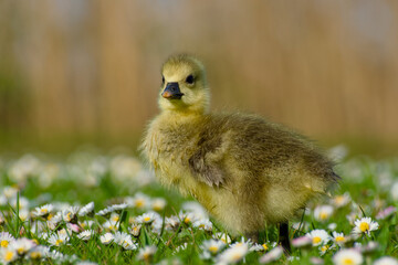Fototapeta premium gosling of greylag goose standing on the flowery meadow 