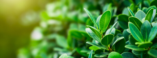 Green background leaf abstract spring plant nature of green leaves.